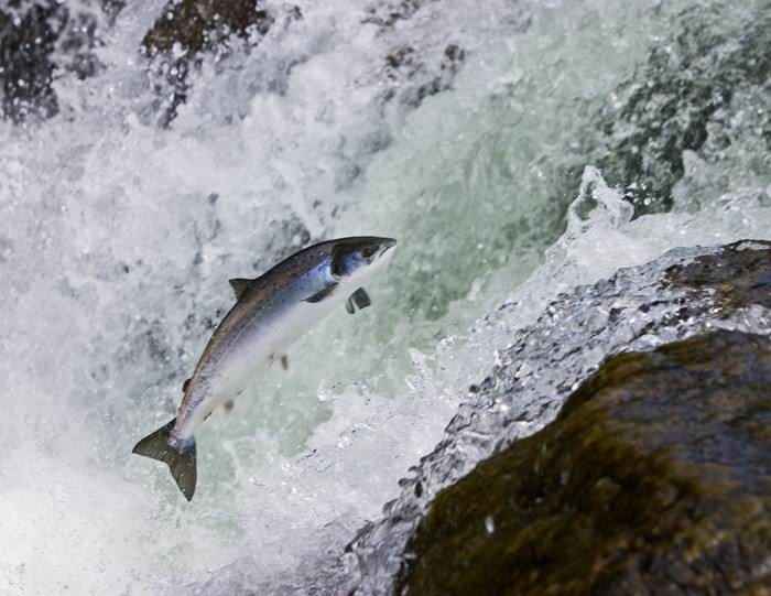 Salmon protection